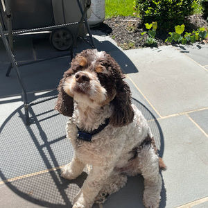 Meet your Posher, Carly